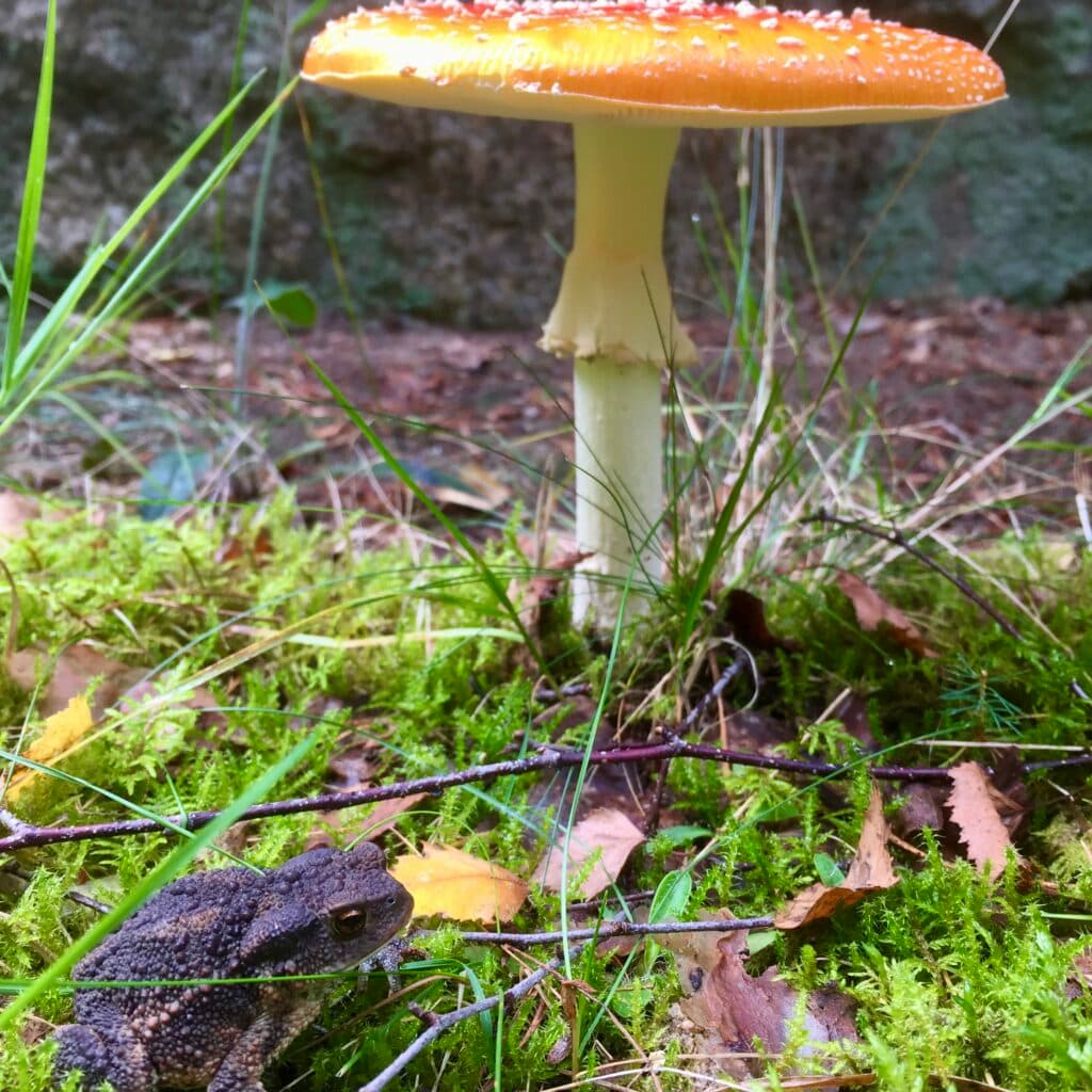 Padda och flugsvamp